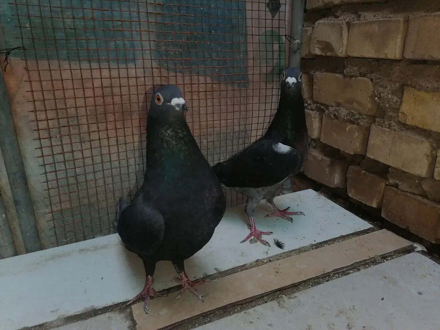 کبوتر چاپی و زاغ|پرنده|اهواز, گلستان|دیوار