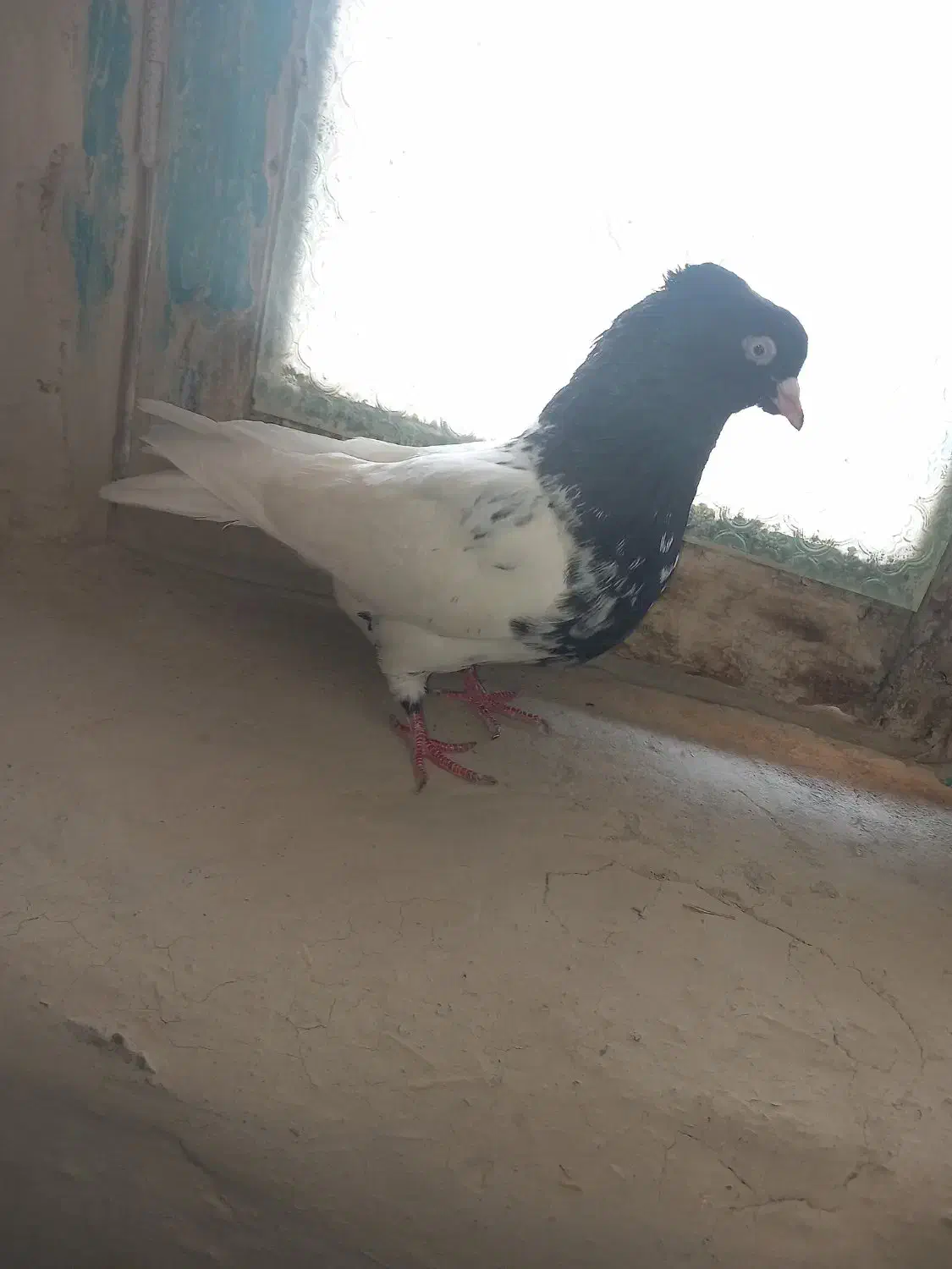 کبوتر|پرنده|شیروان (خراسان), |دیوار