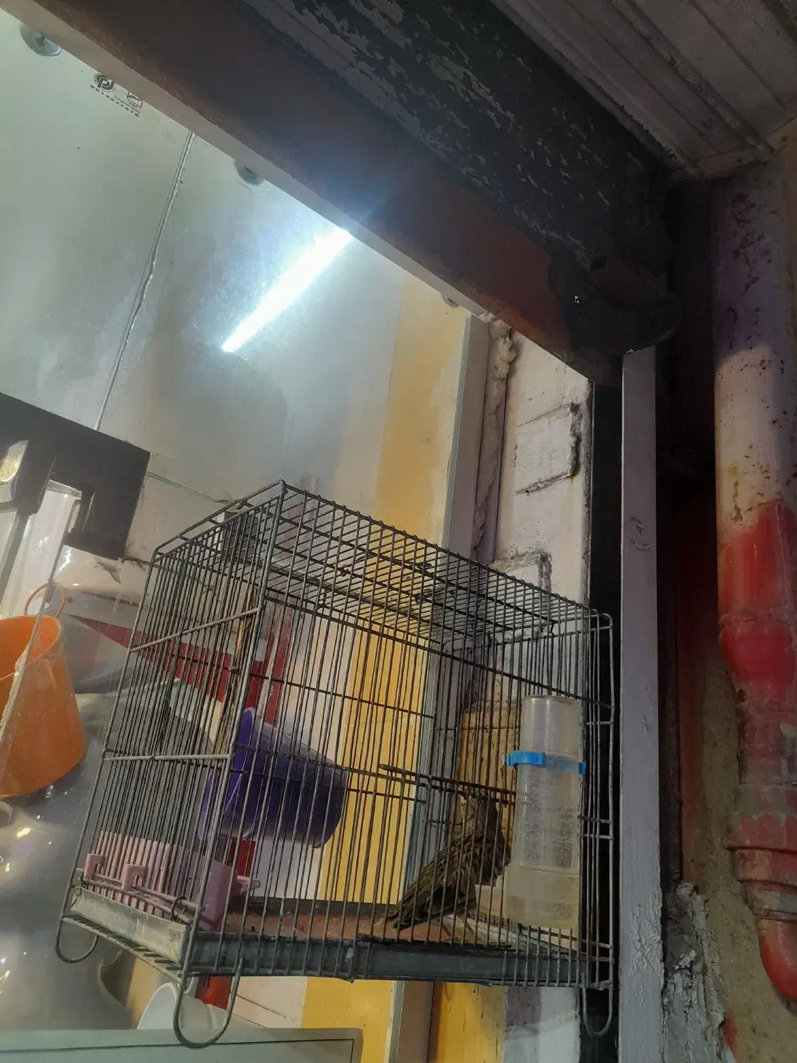 قناری زمینی|پرنده|فردیس, ثابتی|دیوار