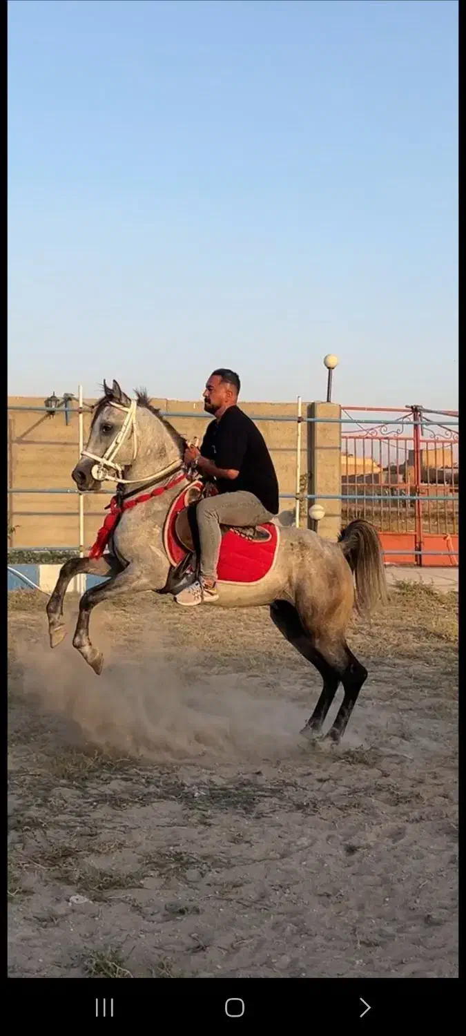 نریان اصیل کرد سواریدار و پرخون|اسب و تجهیزات اسبسواری|سراب, |دیوار