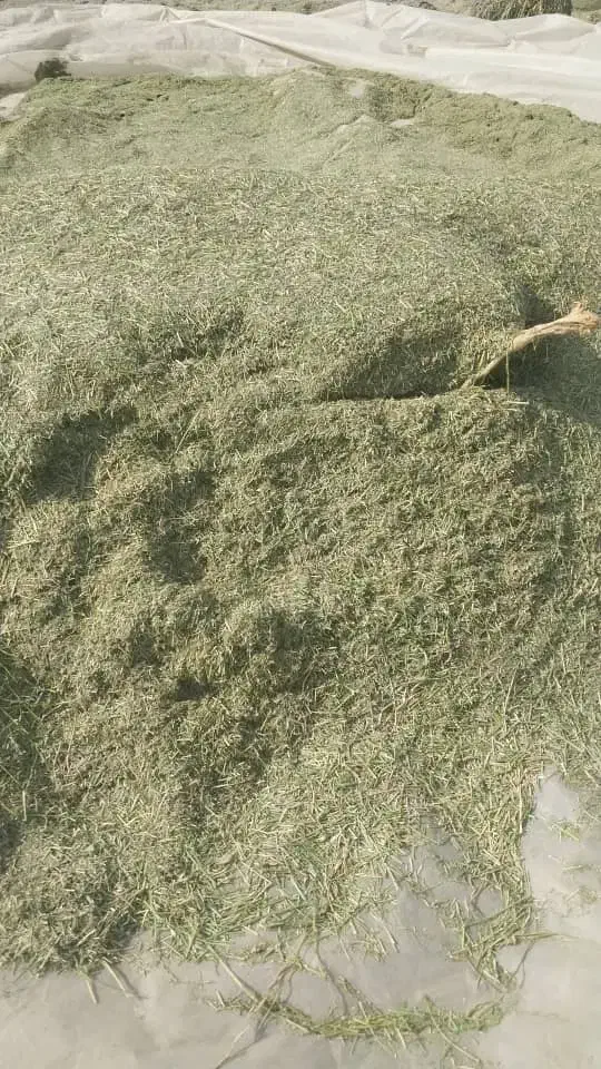 بیده یونجه|خدمات باغبانی و درختکاری|کهنوج, |دیوار