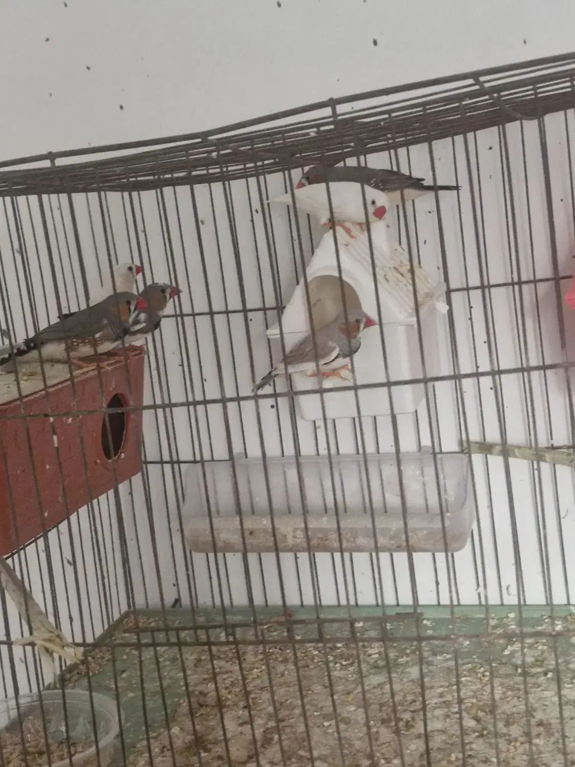 فنچ، مرغ عشق|پرنده|مهر, |دیوار