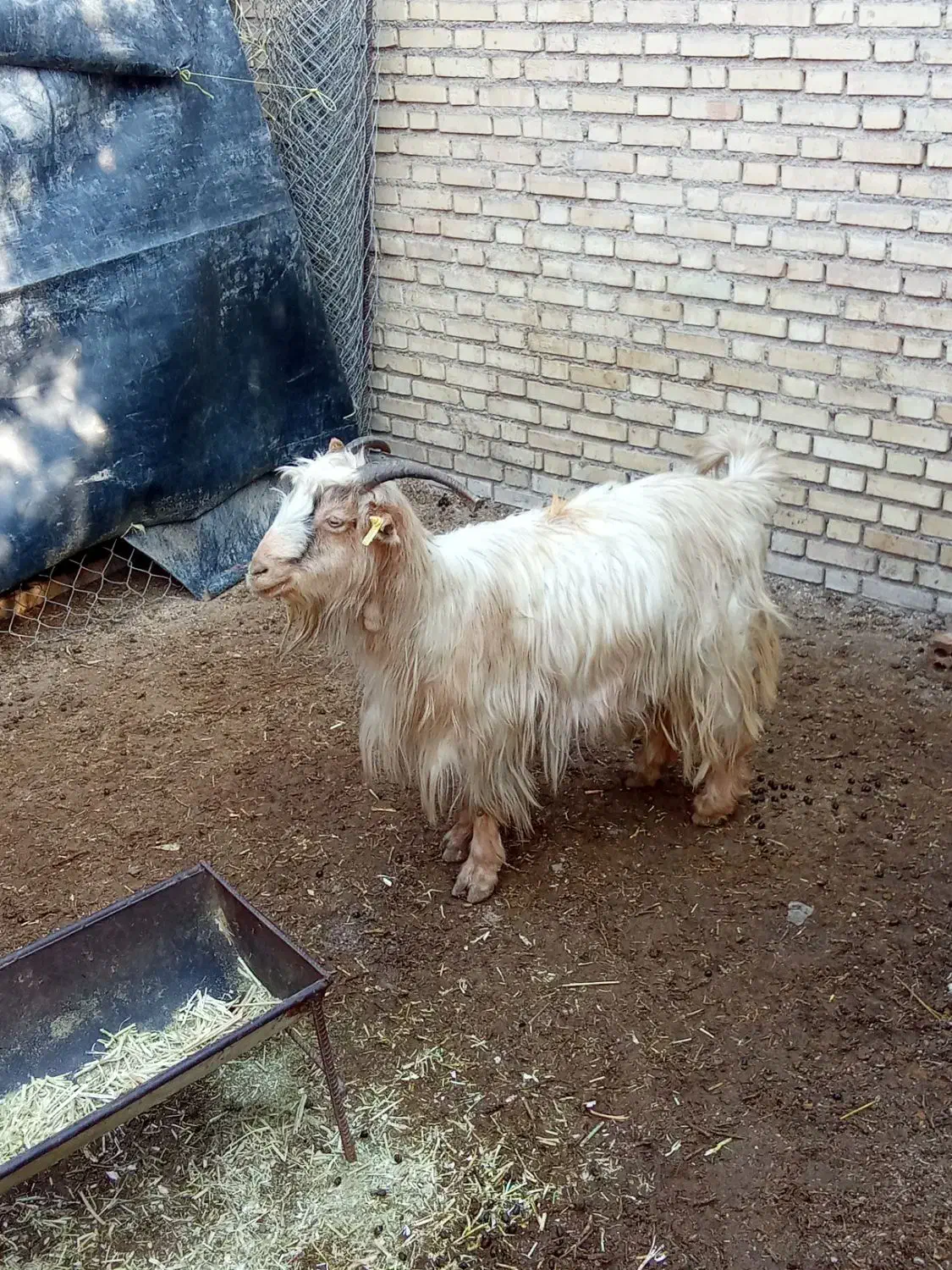 بره و بز|حیوانات مزرعه|گتوند, |دیوار