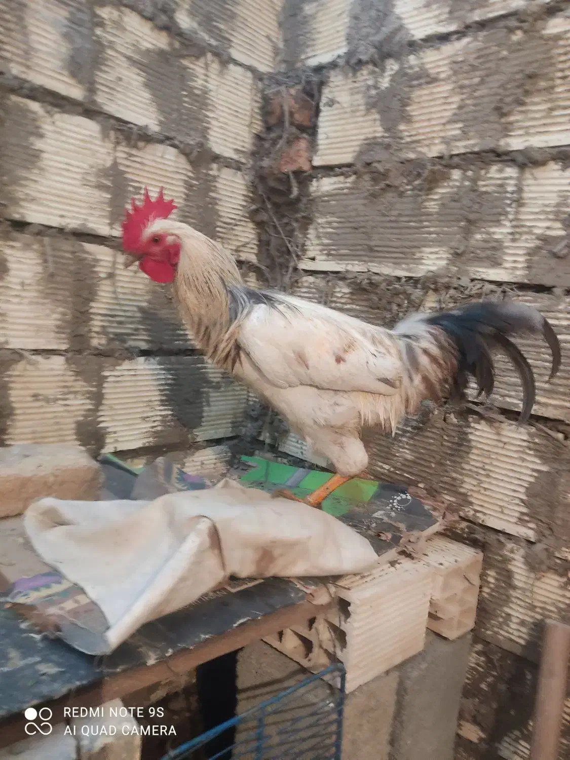 خروس|حیوانات مزرعه|دورود, |دیوار