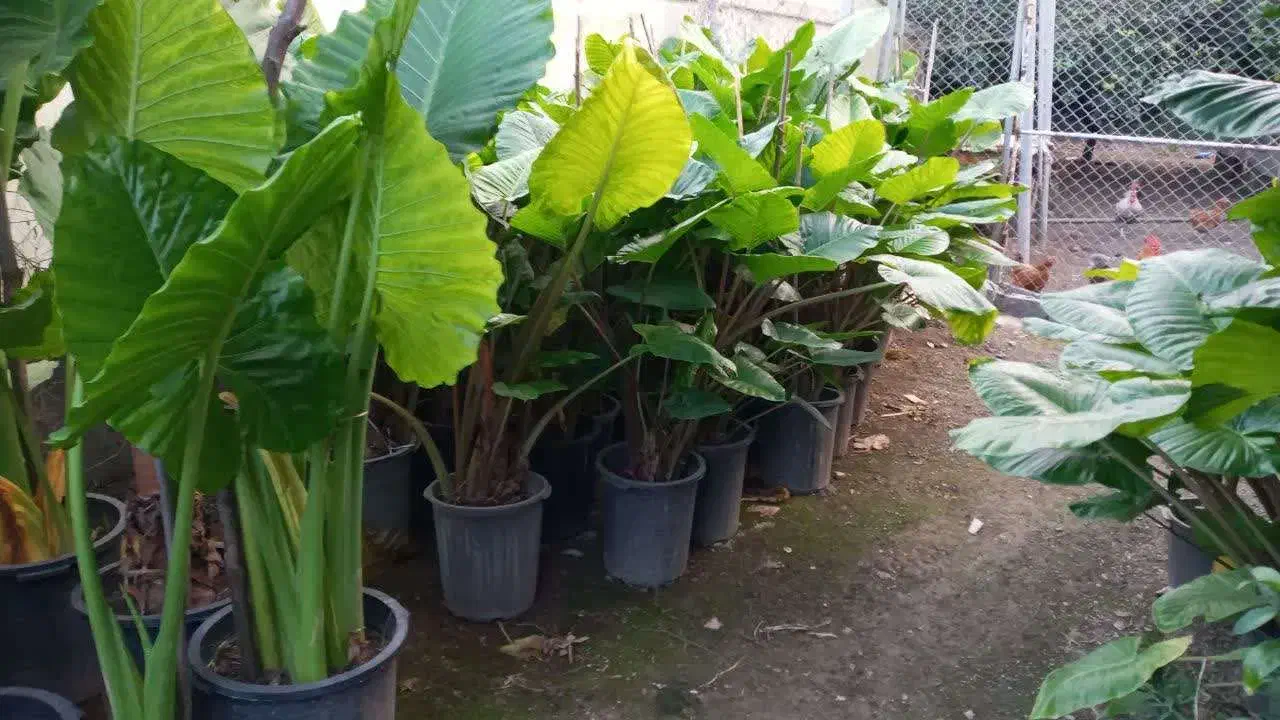 بابا آدم تنه قرمز،تنه سز،برگ قلبی|گل و گیاه طبیعی|مرزیکلا, |دیوار