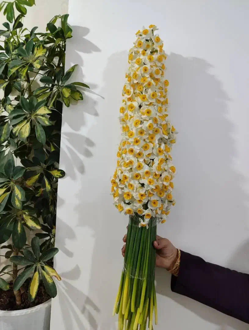 فروش عمده و خرده گل نرگس|گل و گیاه طبیعی|شیراز, شهرک سراج|دیوار