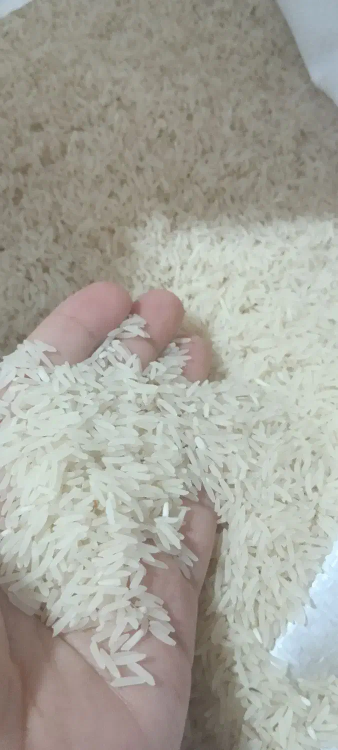 برنج‌فجر‌سوزنی‌قلم‌ریز|خوردنی و آشامیدنی|خان ببین, |دیوار