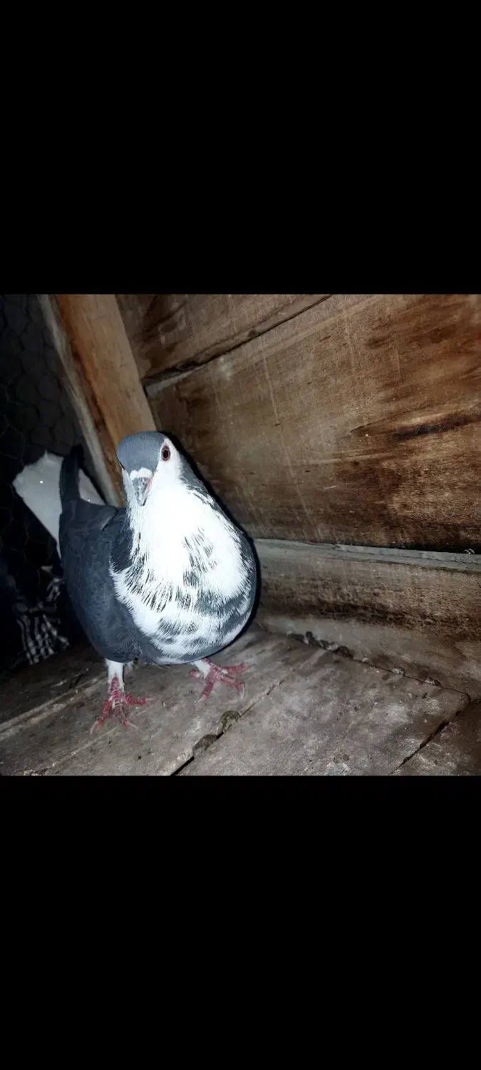 ماده سینه گلین|پرنده|مبارکه, |دیوار