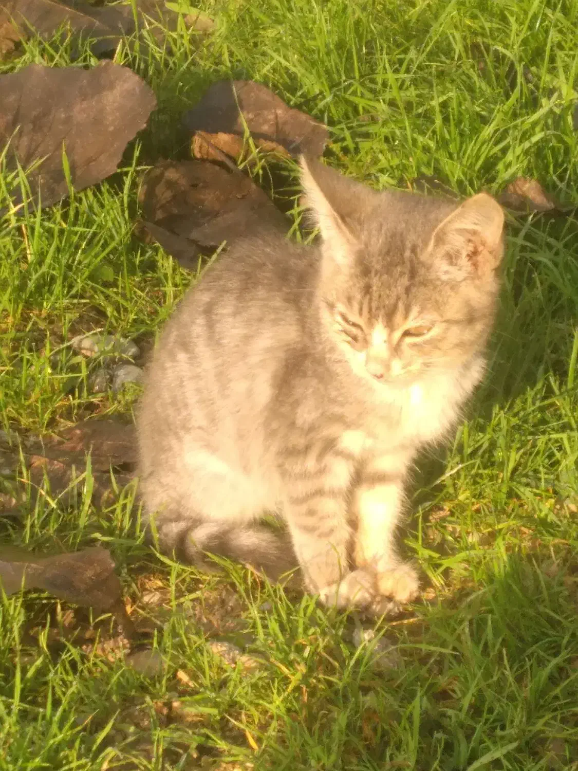 سرپرستی گربه|گربه|صومعه‌سرا, |دیوار