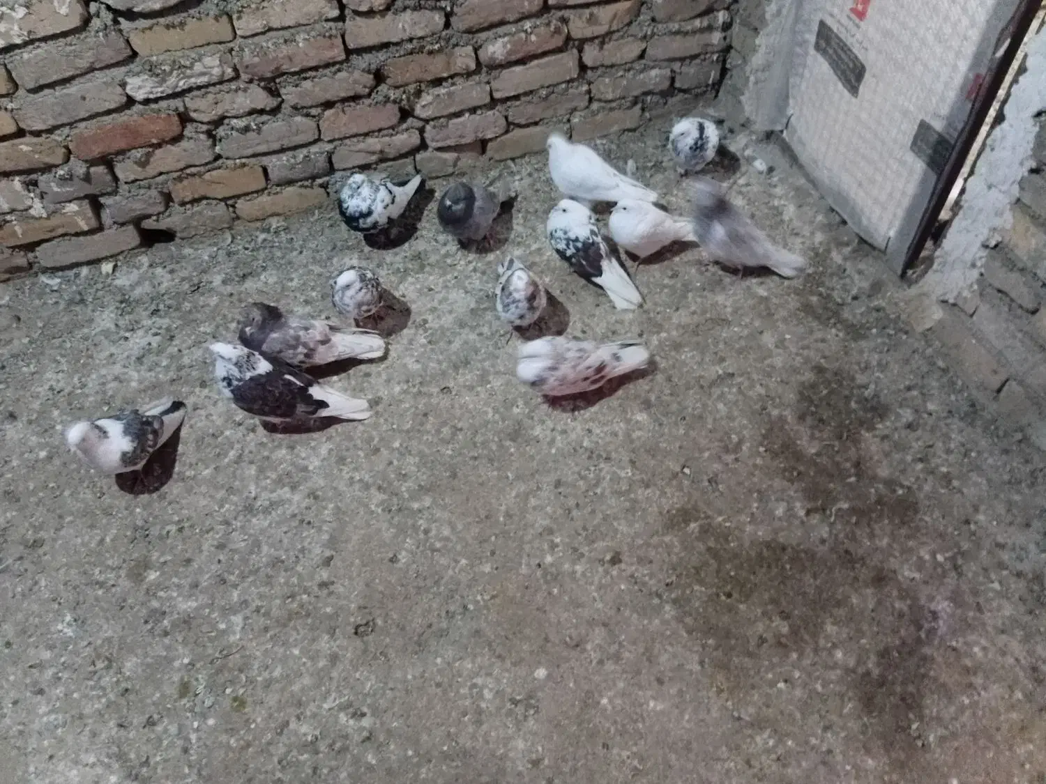 کفتر|پرنده|جوادآباد, |دیوار