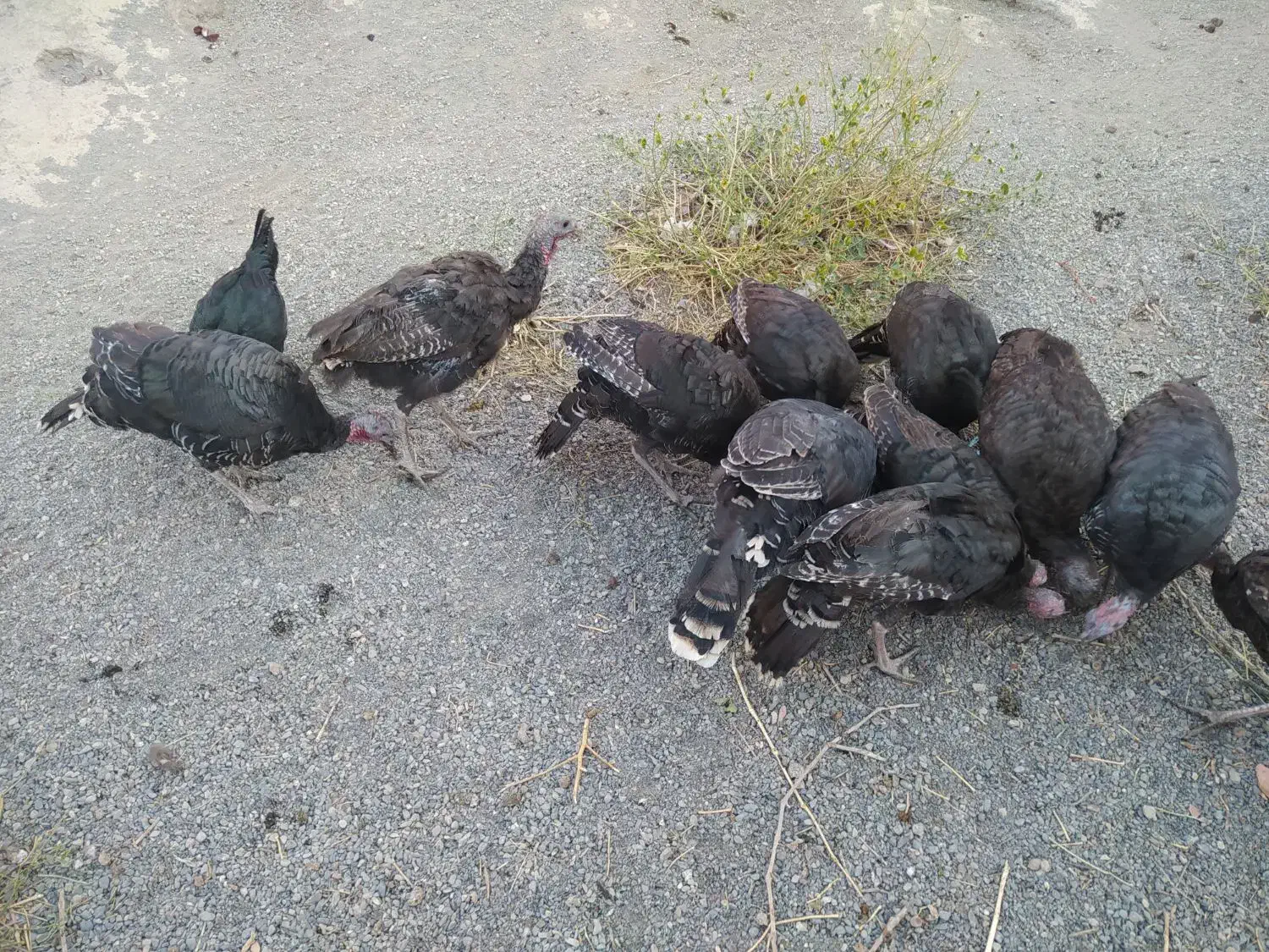 مرغ و خروس بوقلمون وقو غاز|حیوانات مزرعه|شبستر, |دیوار