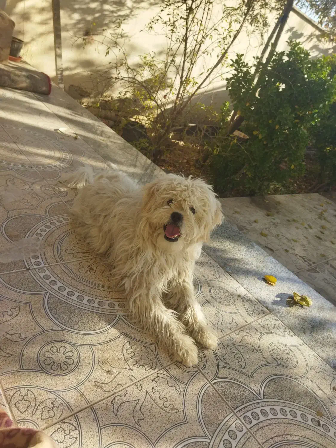 دو قلاده سگ شیتزو بازیگوش|سگ|لنجان, |دیوار