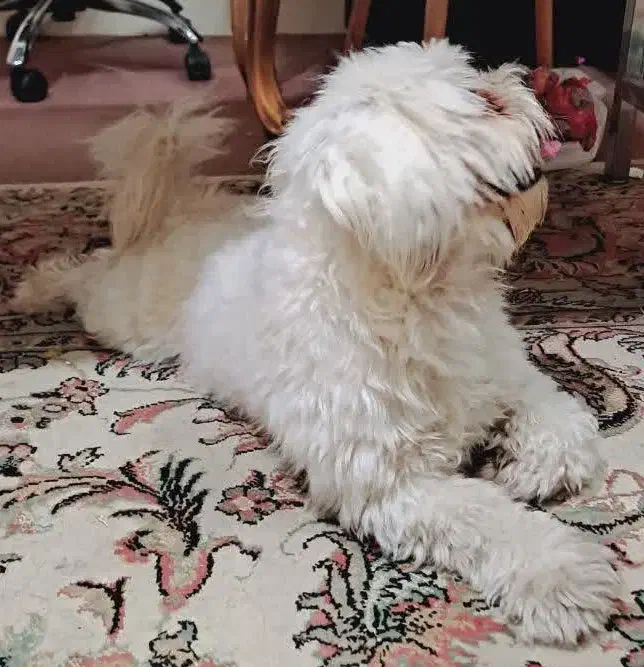 جفت برای سگ نر|سگ|زنجان, |دیوار