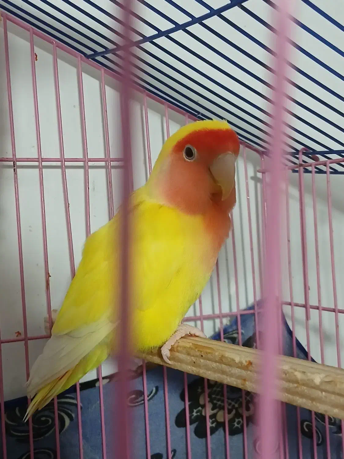 طوطی برزیلی زرد نر|پرنده|بجنورد, |دیوار