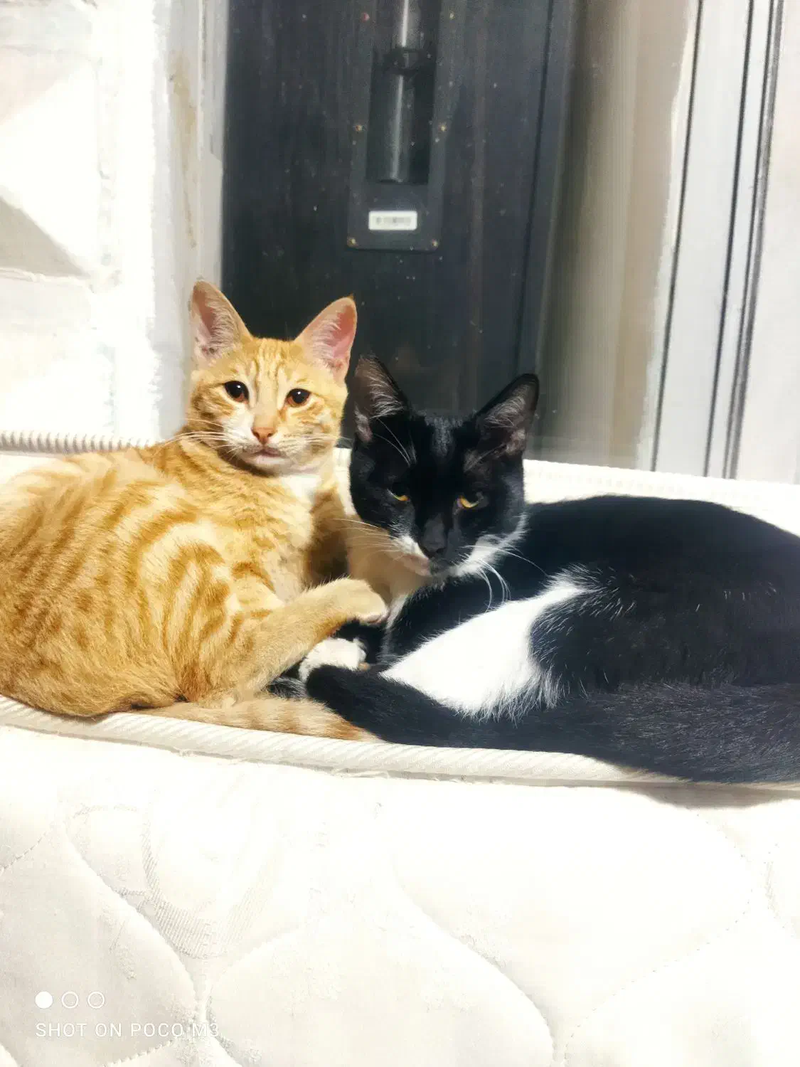 واگذاری گربه خانگیDSH|گربه|مرزن‌آباد, |دیوار