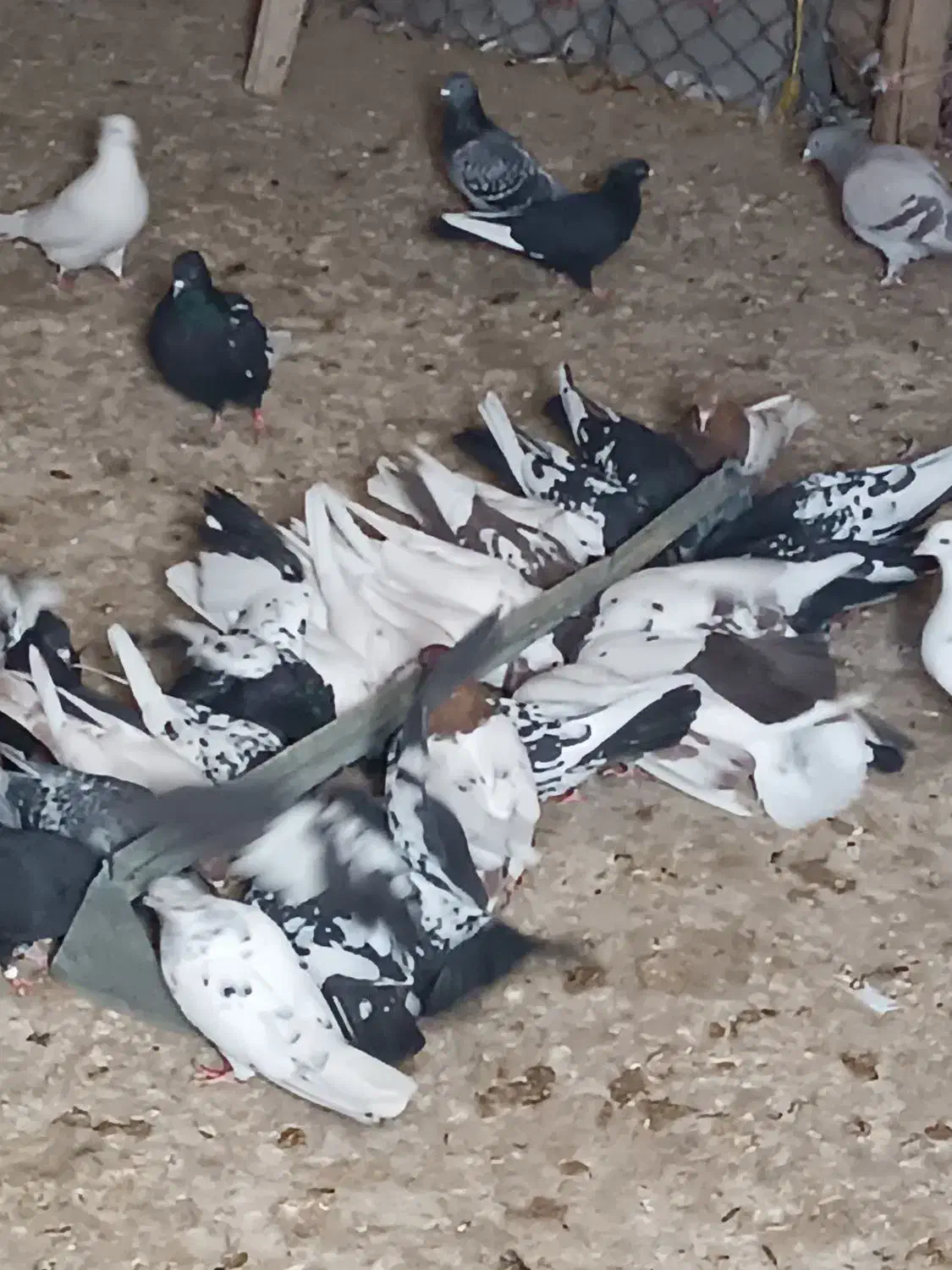 کبوتر سینه ای رنگی|پرنده|بروجن, |دیوار