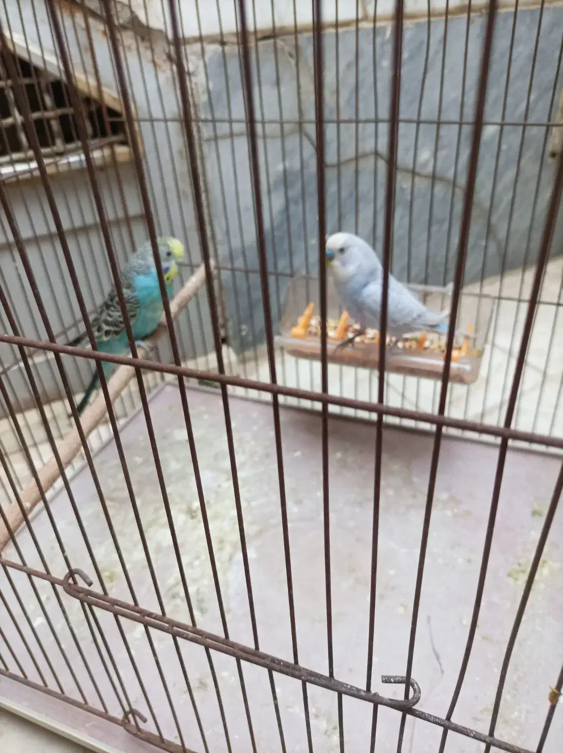 مرغ عشق جفت کاملا سالم|پرنده|قم, شهرک توانیر|دیوار