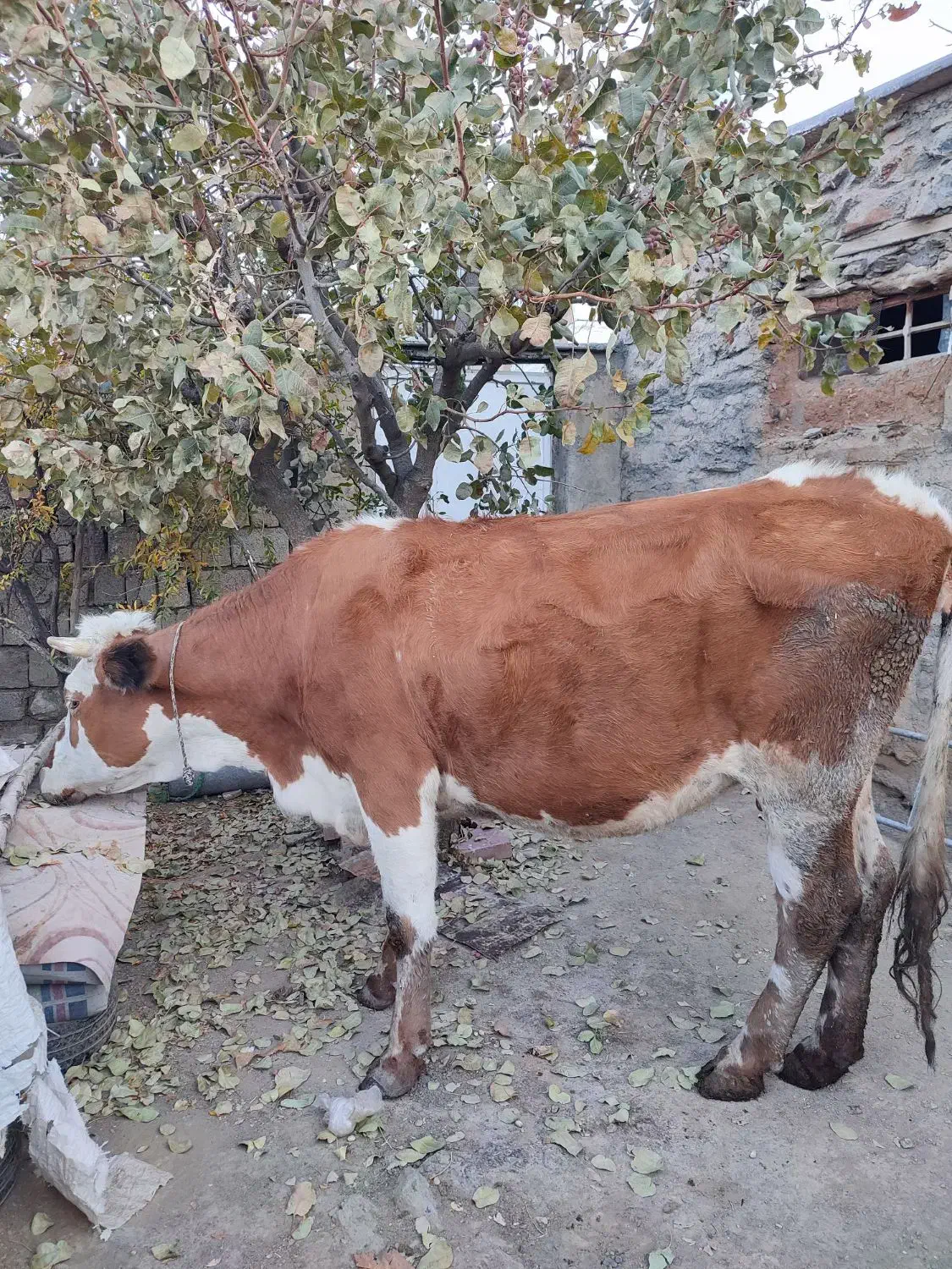 گاو سمیتال آبستن|حیوانات مزرعه|مریوان, |دیوار