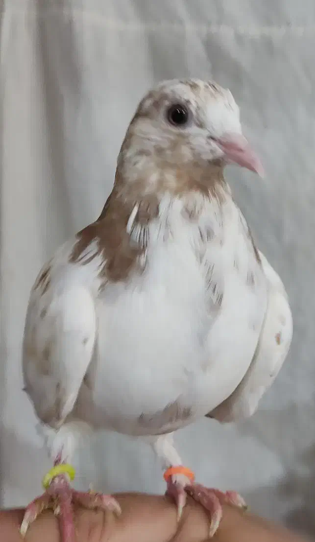 کبوتر ماده|پرنده|نهاوند, |دیوار