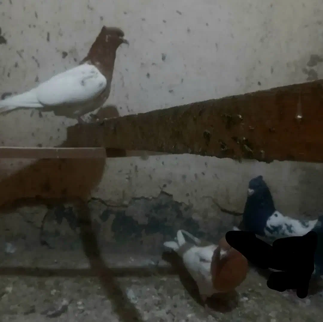 کفتر سینه سیاه و قهوه ای|پرنده|رباط‌کریم, مسکن مهر آبشناسان|دیوار