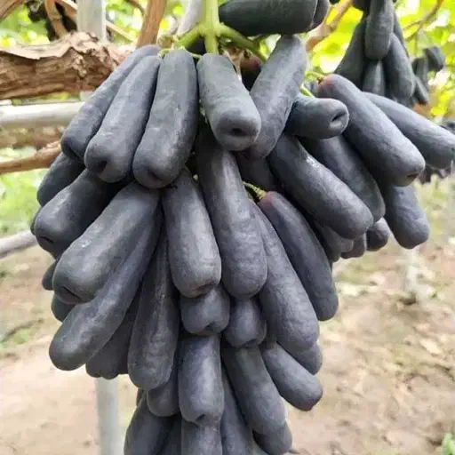 نهال انگور موندراپ ( بلک ویلیامز ) در کرمانشاه|گل و گیاه طبیعی|بیستون, |دیوار