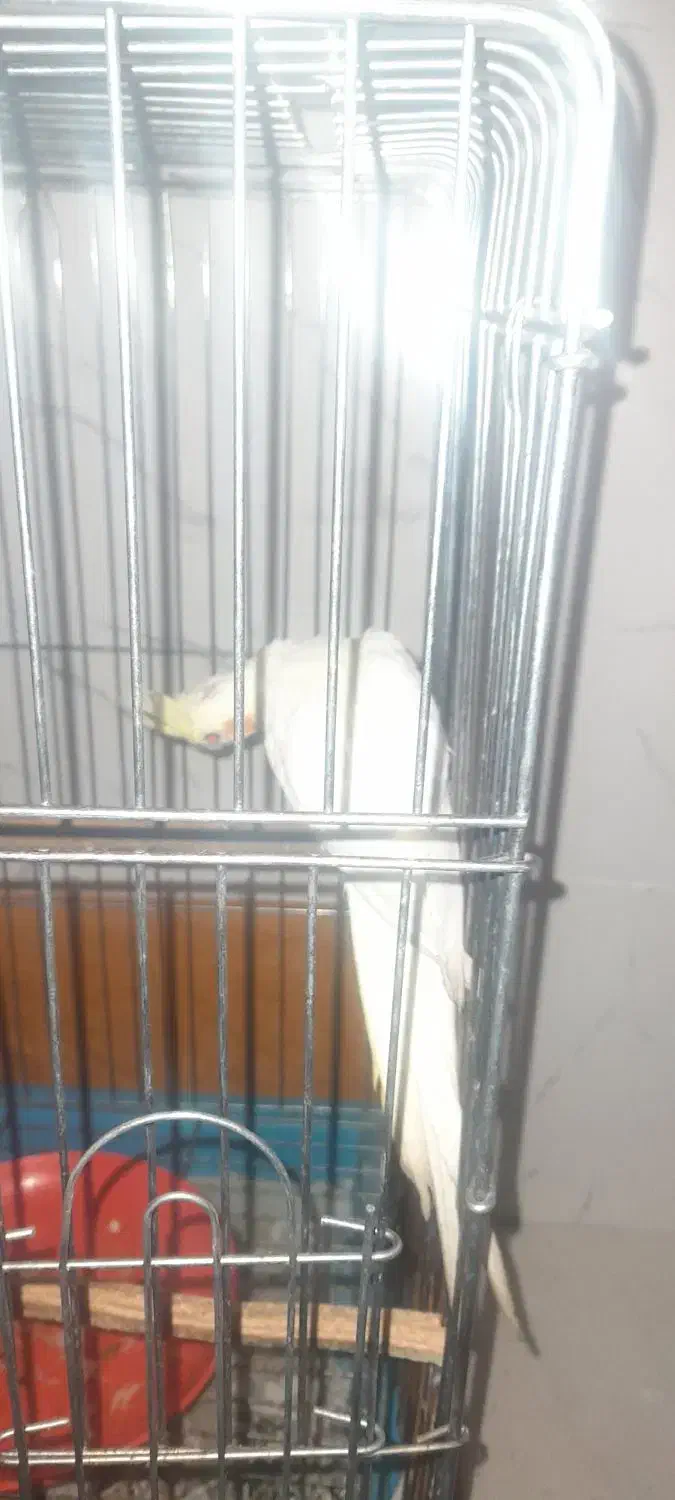 عروس هلندی|پرنده|سیرجان, |دیوار