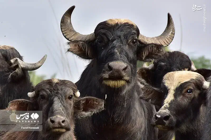 لبنیات گاومیش|خوردنی و آشامیدنی|شاهین‌شهر, شهرک میلاد|دیوار