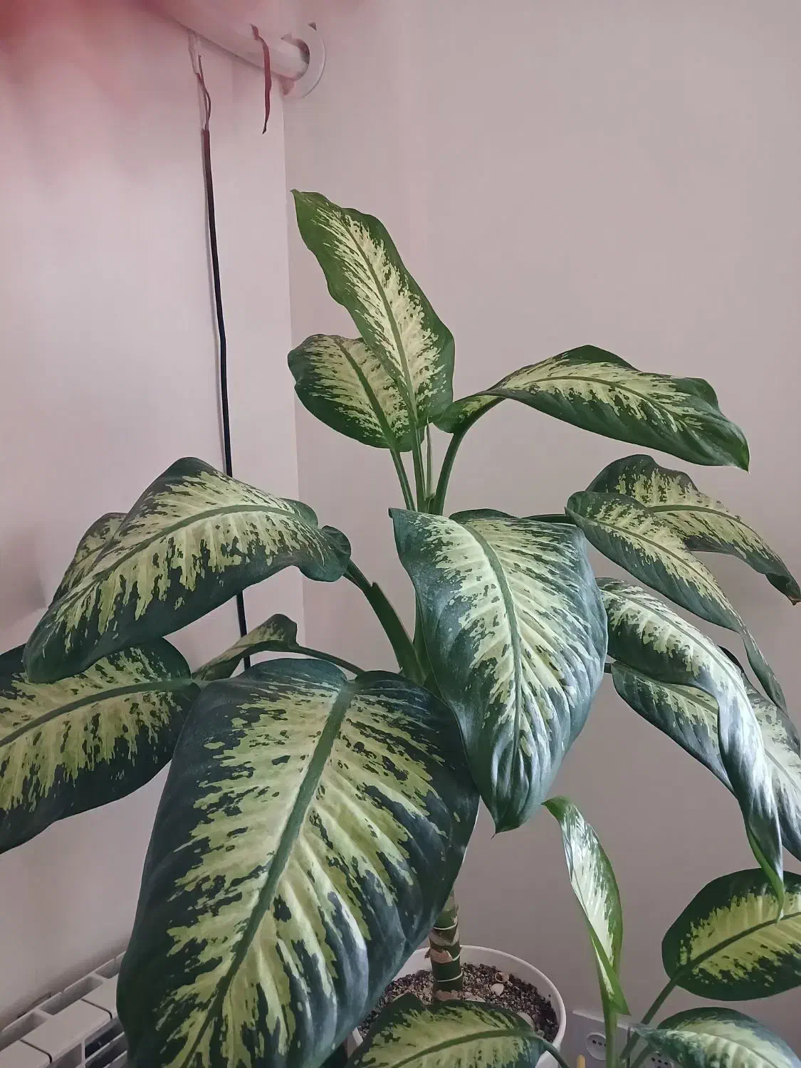 دیفن باخیا و شفلرا|گل و گیاه طبیعی|محمدشهر, شهرک چمران|دیوار