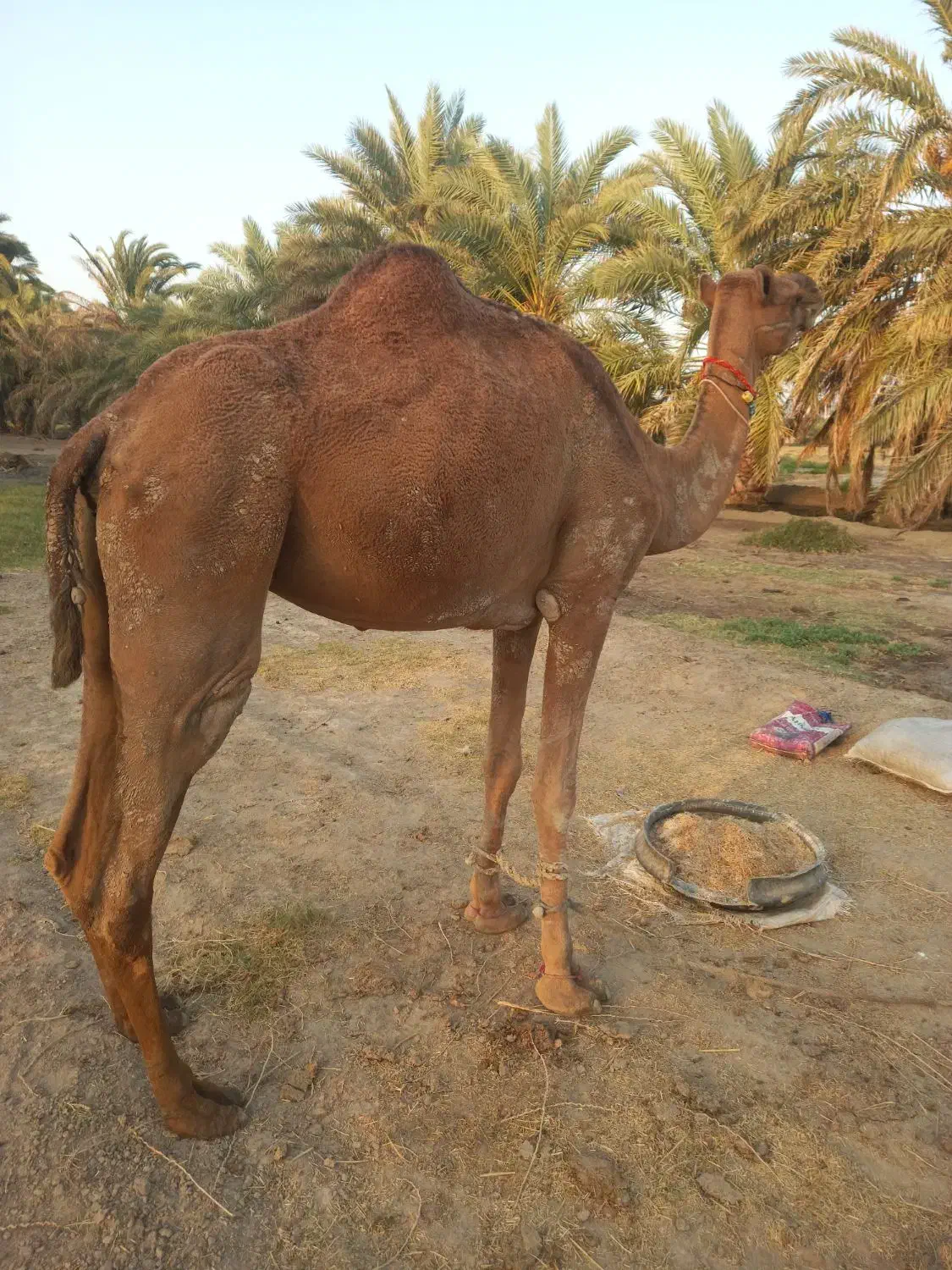 شتر|حیوانات مزرعه|جلگه چاه هاشم, |دیوار