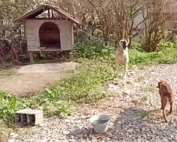 قبول سگ های واگذاری|سگ|آستانه اشرفیه, |دیوار