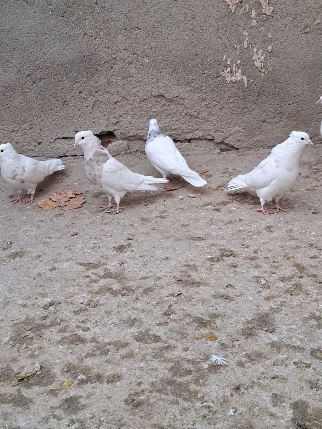 طوقی درجه یک|پرنده|کبودرآهنگ, |دیوار