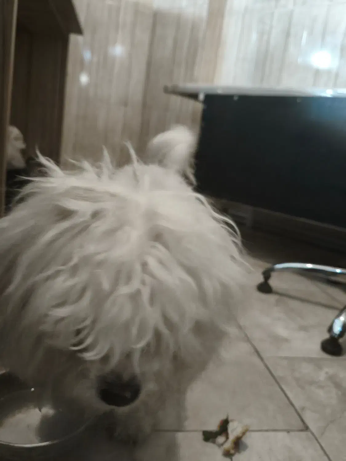 دو عدد سگ گم شده|حیوانات|ارومیه, |دیوار