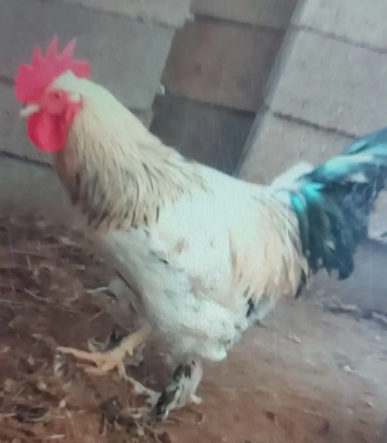 خروس پا پری|حیوانات مزرعه|لاهیجان, لیالستان|دیوار