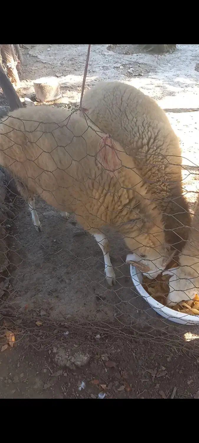 بره گوسفند نر و ماده|حیوانات مزرعه|فومن, |دیوار