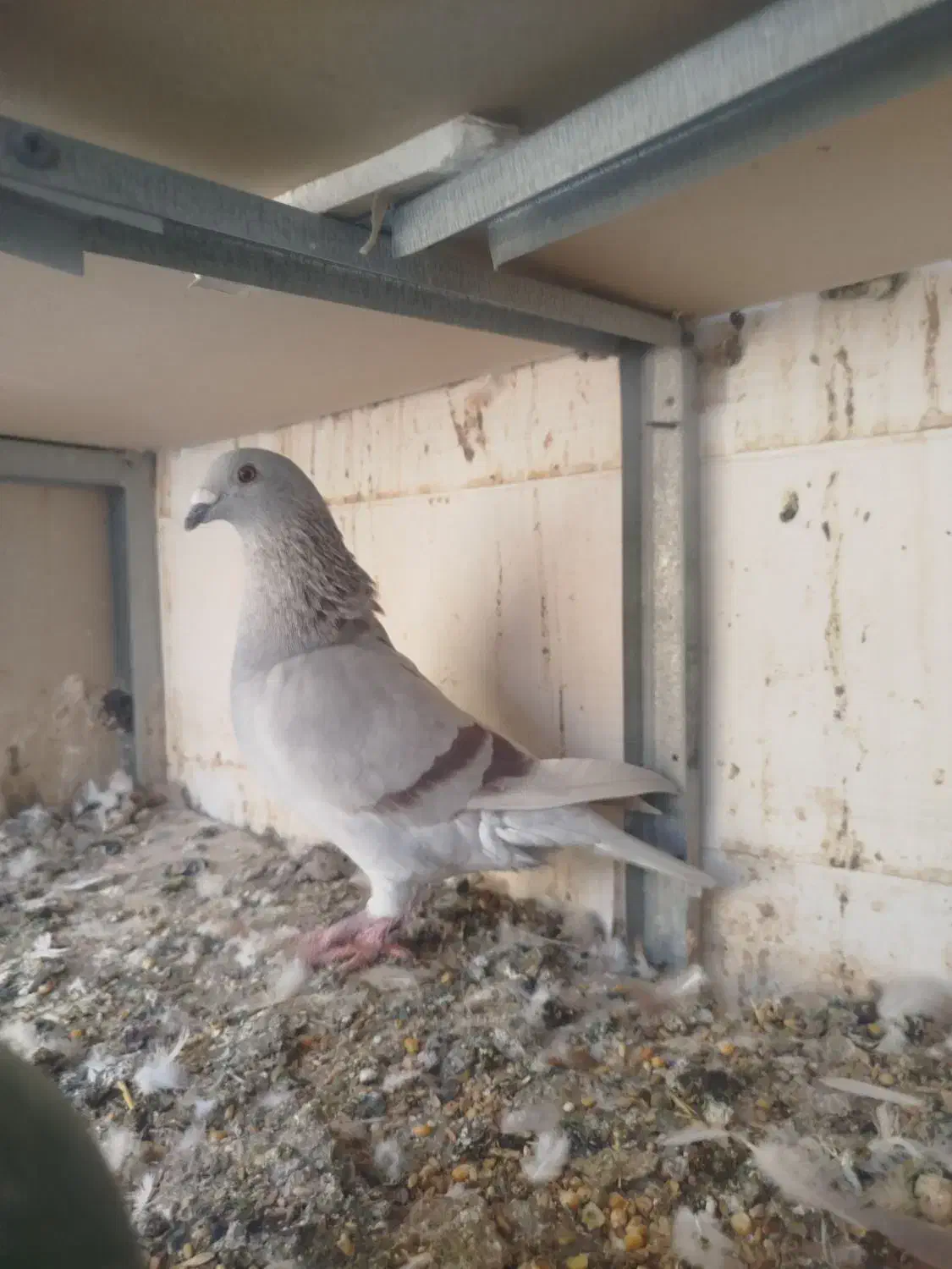 کبوتررنگی|پرنده|رونیز, |دیوار