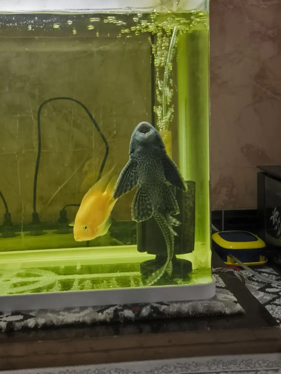 کت فیش(لجنخوار)|ماهی|خرمآباد, |دیوار