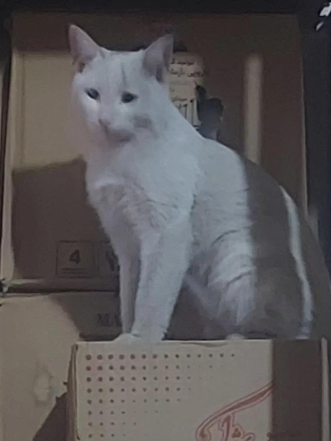 واگذاری گربه رایگان|گربه|قم, ولیعصر|دیوار