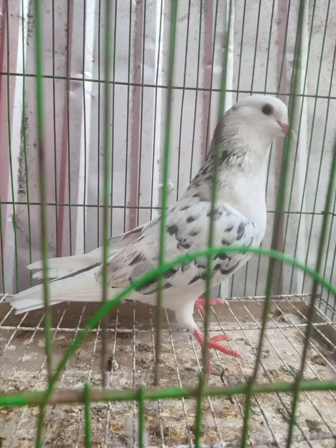 کبوتر نر خال سرور|پرنده|قائم‌شهر, |دیوار