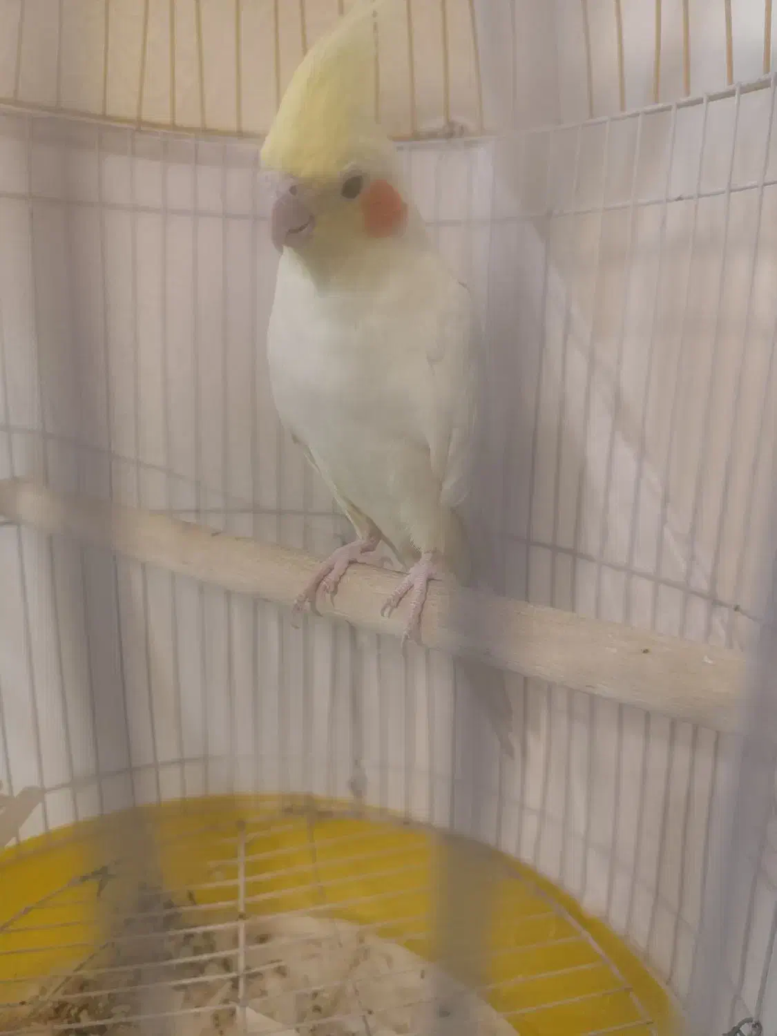 عروس هلندی لوتینو با قفس|پرنده|تهران, کوی بیمه|دیوار