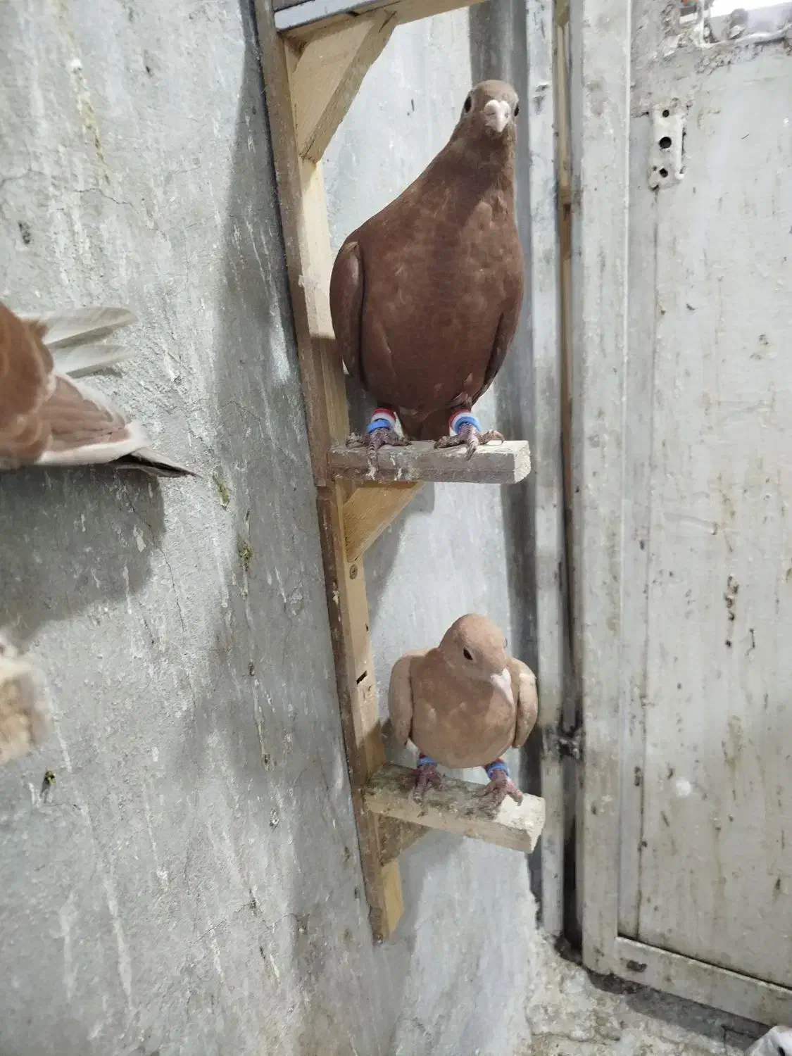 چهار عدد جوجه زرد و سرخ وکلاغ|پرنده|تربت‌حیدریه, باغ ملی|دیوار