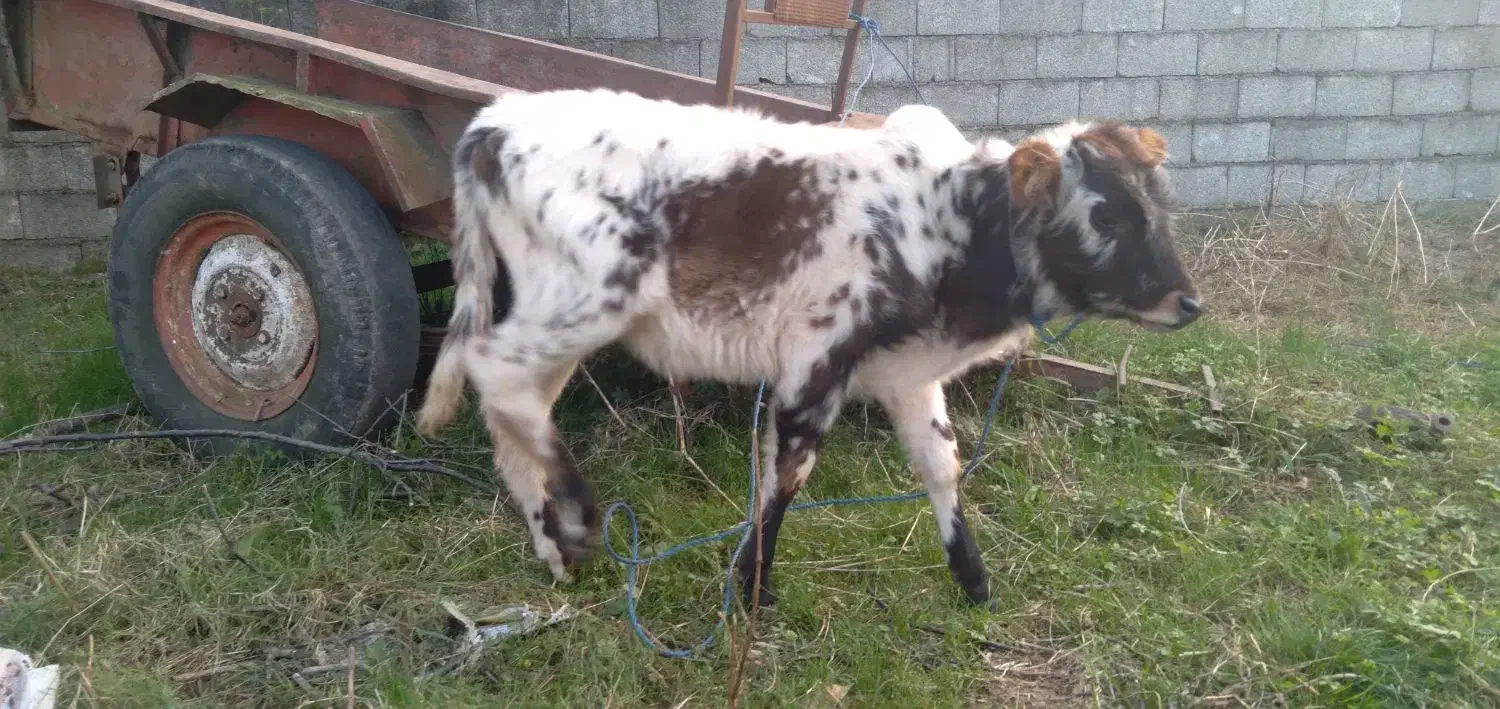 گوساله نر|حیوانات مزرعه|رضوانشهر, |دیوار