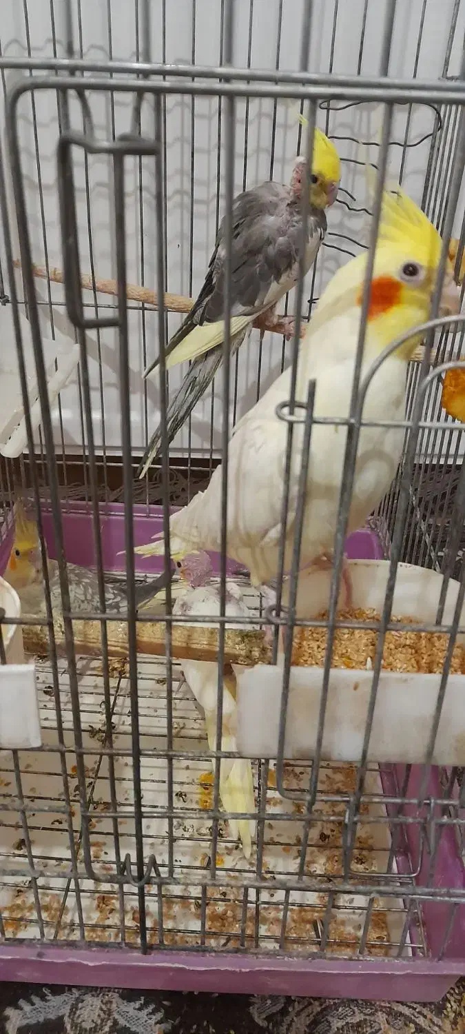 عروس هلندی|پرنده|محمدشهر, شهرک پیام (مهرالبرز)|دیوار