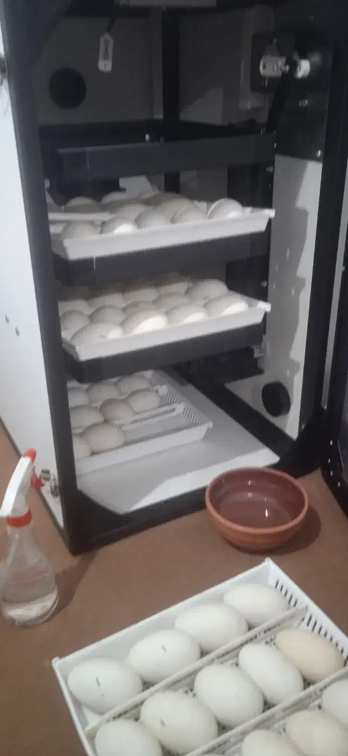 دستگاه جوجه کشی|لوازم جانبی حیوانات|رشت, آتشگاه|دیوار