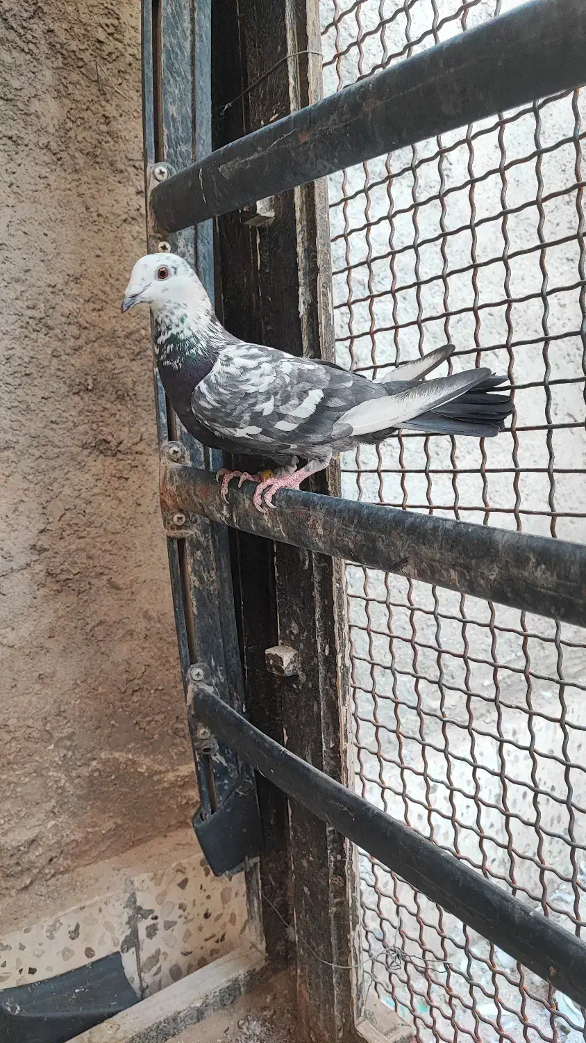 مجسمه کبوتر زنده|پرنده|طبس, |دیوار