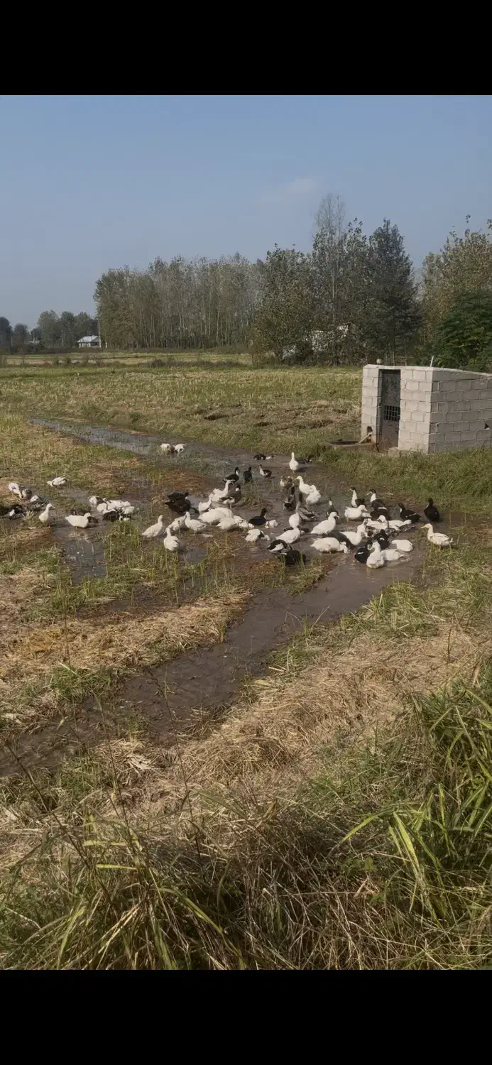 حیوانات مزرعه|حیوانات مزرعه|رشت, تازه آباد|دیوار