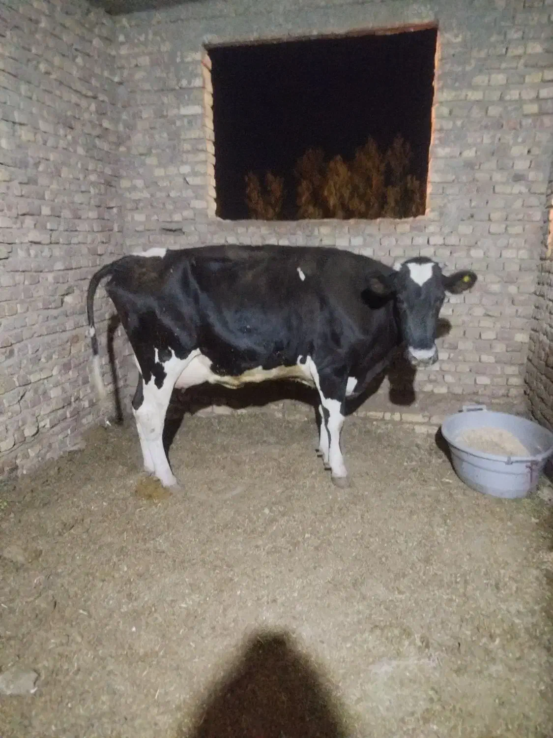 گاو شیری با گوساله نر|حیوانات مزرعه|زابل, |دیوار