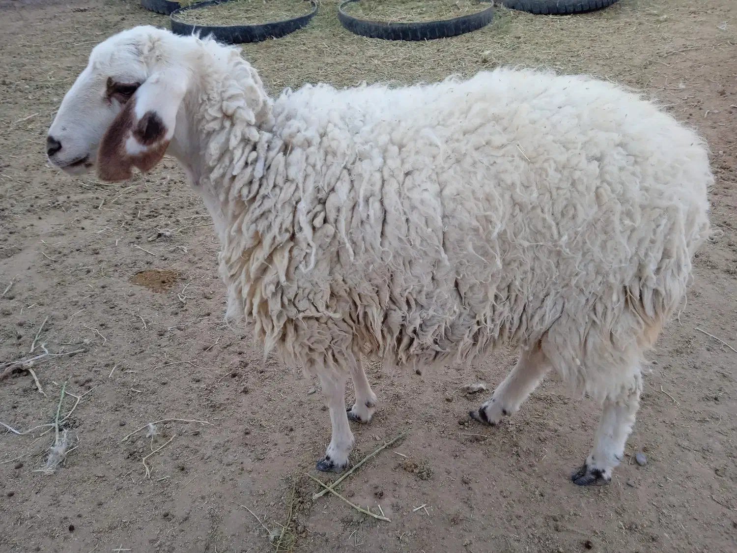 بره ماده|حیوانات مزرعه|فردوس (خراسان), |دیوار