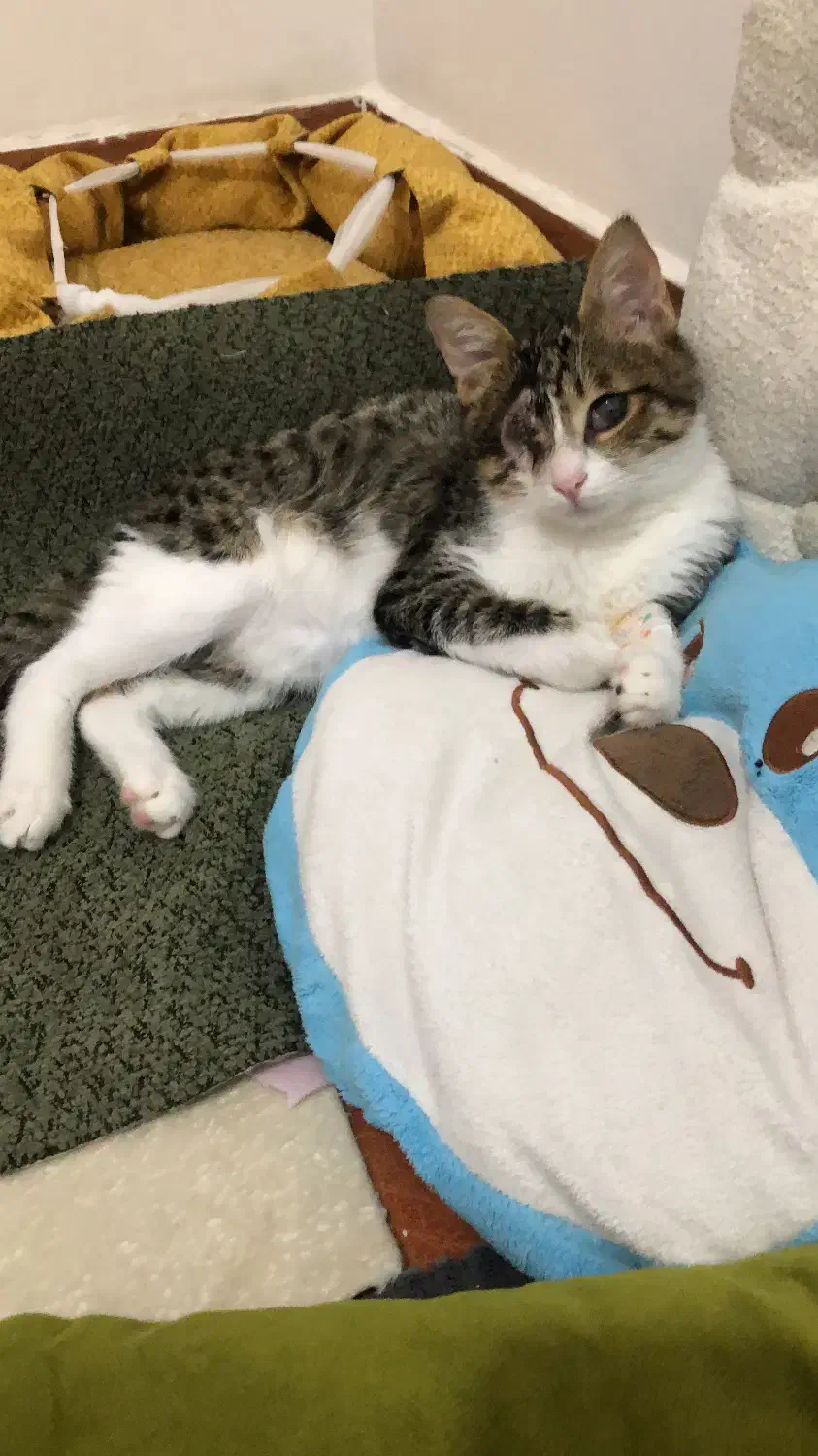 گربه ملوس|گربه|لاهیجان, جمهوری|دیوار