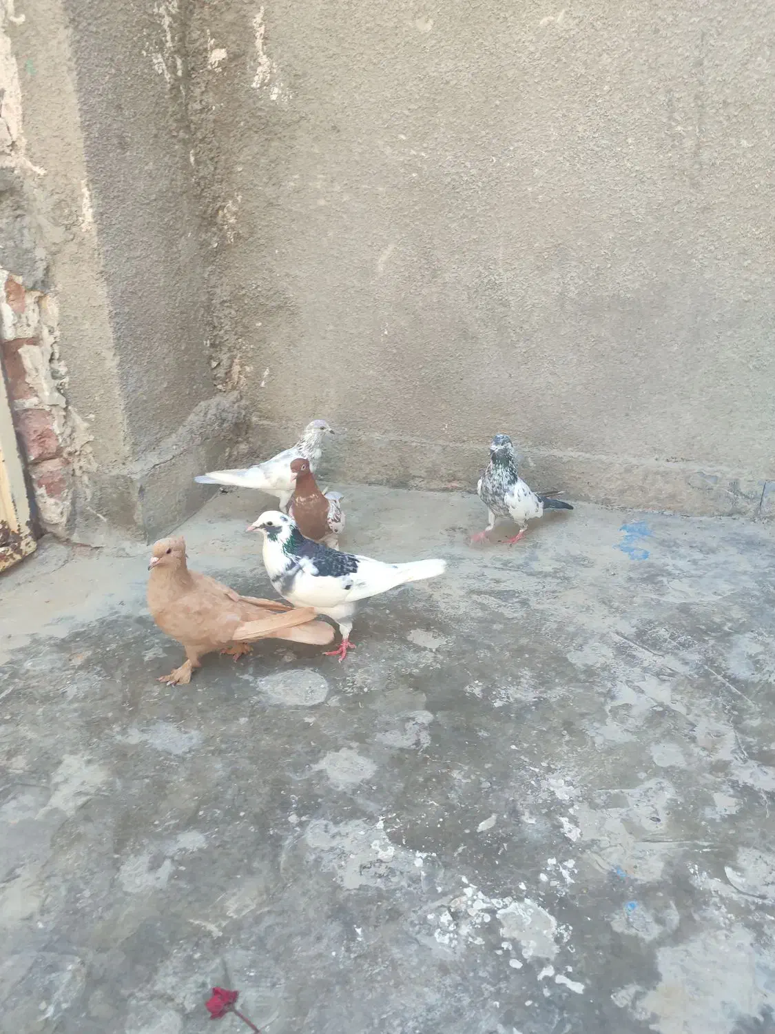 پرنده|پرنده|کنارک, |دیوار