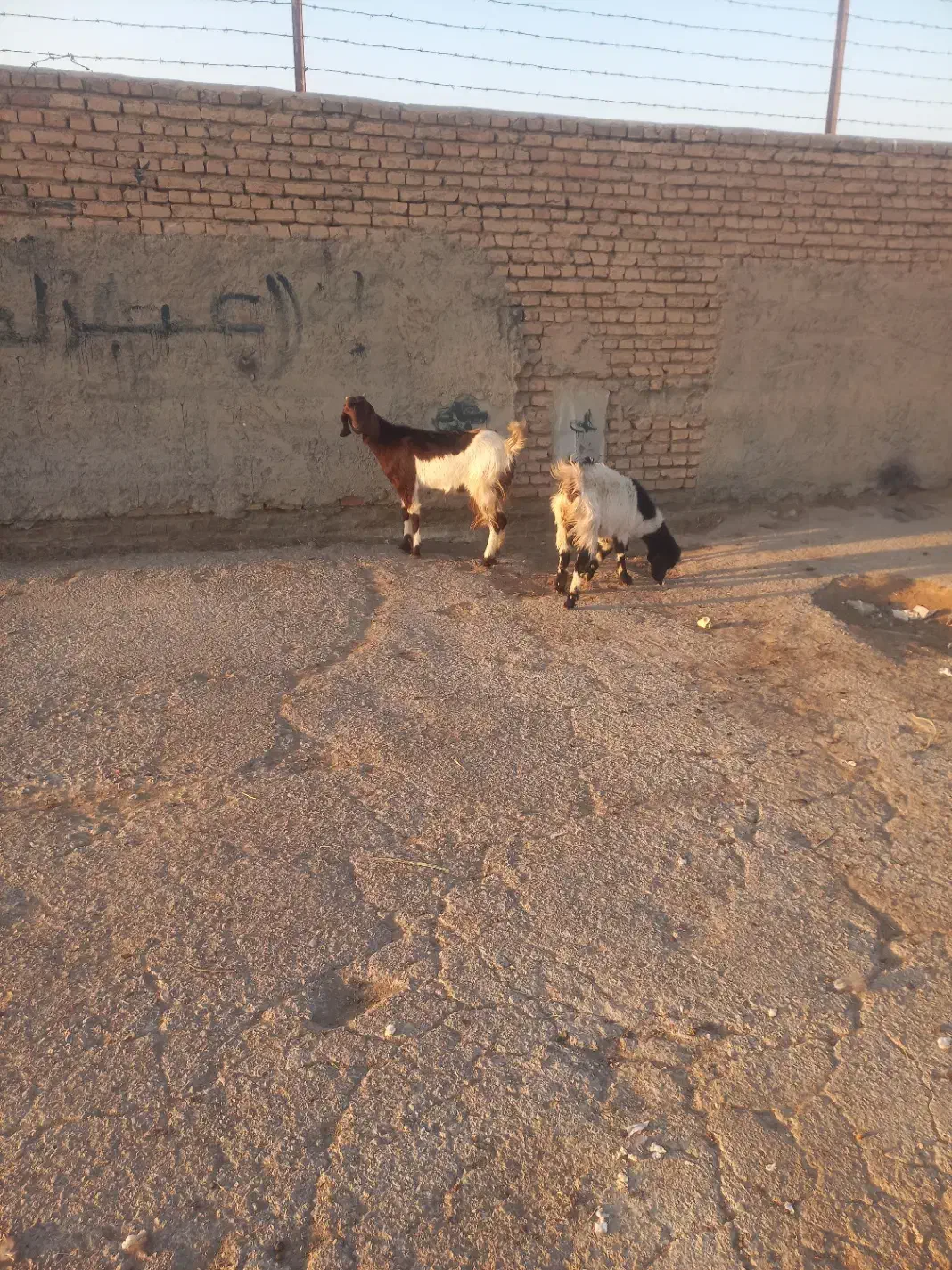 بز پاکستانی شیرا|حیوانات مزرعه|اصفهان, براآن شمالی|دیوار